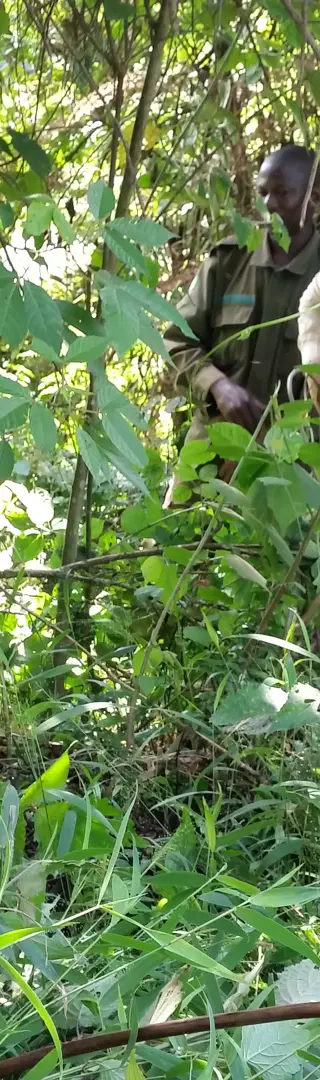 Begegnung mit den Berggorillas